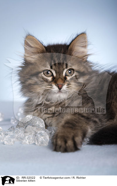 Sibirisches Ktzchen / Siberian kitten / RR-32022