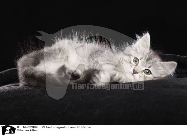 Sibirisches Ktzchen / Siberian kitten / RR-32099