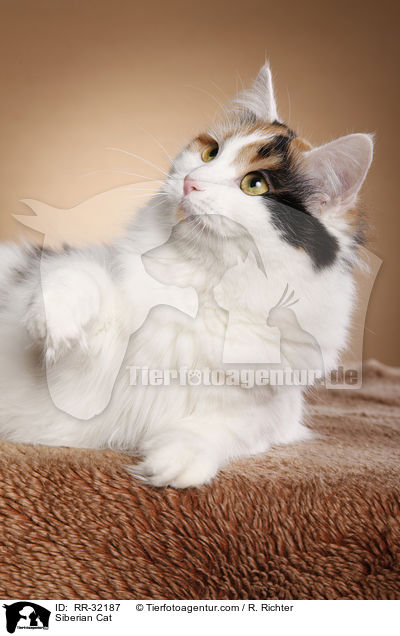 Sibirische Katze / Siberian Cat / RR-32187