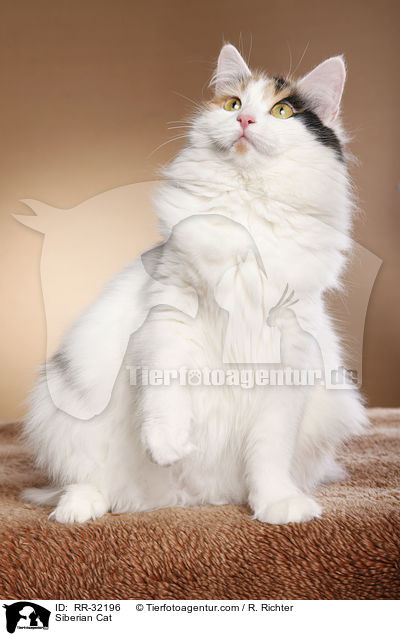 Sibirische Katze / Siberian Cat / RR-32196