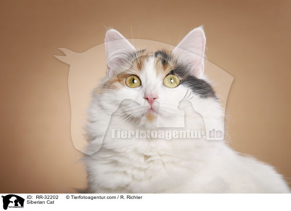 Sibirische Katze / Siberian Cat / RR-32202