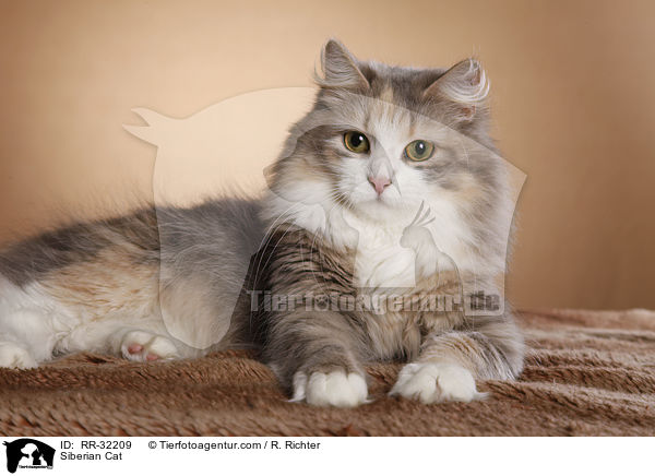 Sibirische Katze / Siberian Cat / RR-32209