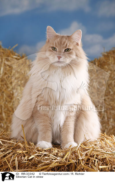 Sibirische Katze im Stroh / Siberian Cat in straw / RR-33342