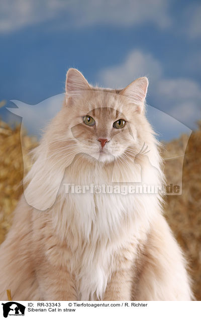 Sibirische Katze im Stroh / Siberian Cat in straw / RR-33343