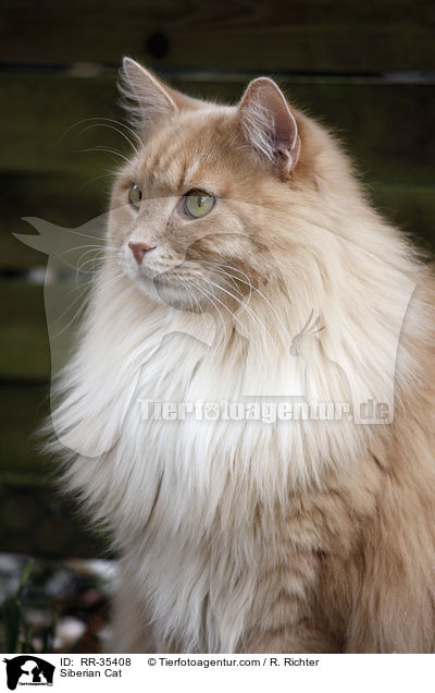 Sibirische Katze / Siberian Cat / RR-35408