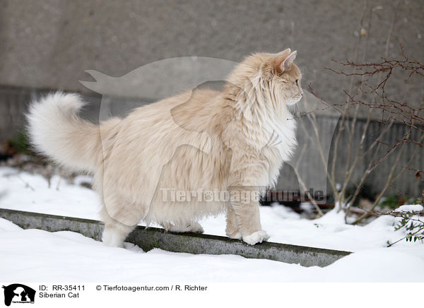 Sibirische Katze / Siberian Cat / RR-35411