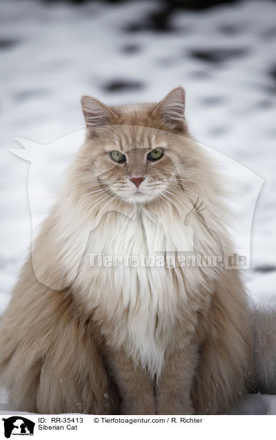 Sibirische Katze / Siberian Cat / RR-35413