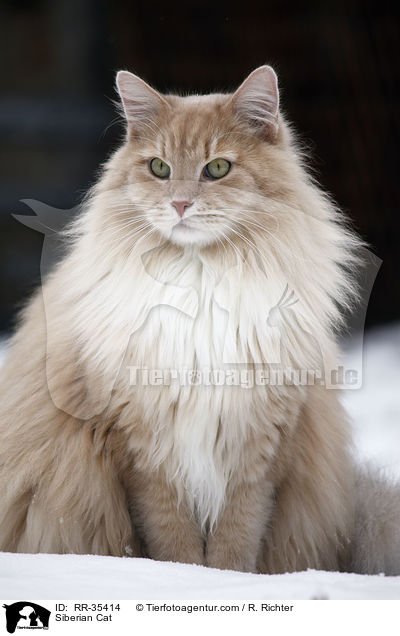 Sibirische Katze / Siberian Cat / RR-35414