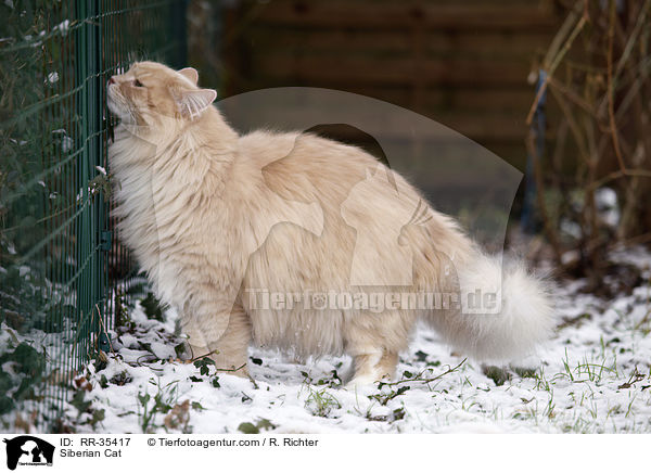 Sibirische Katze / Siberian Cat / RR-35417