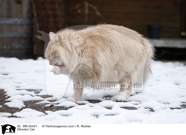 Sibirische Katze / Siberian Cat / RR-35421