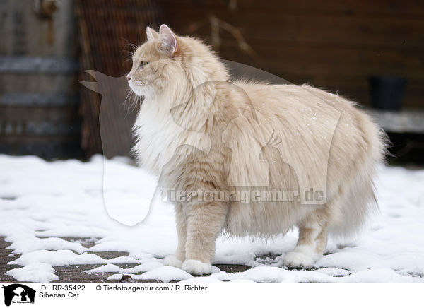 Sibirische Katze / Siberian Cat / RR-35422