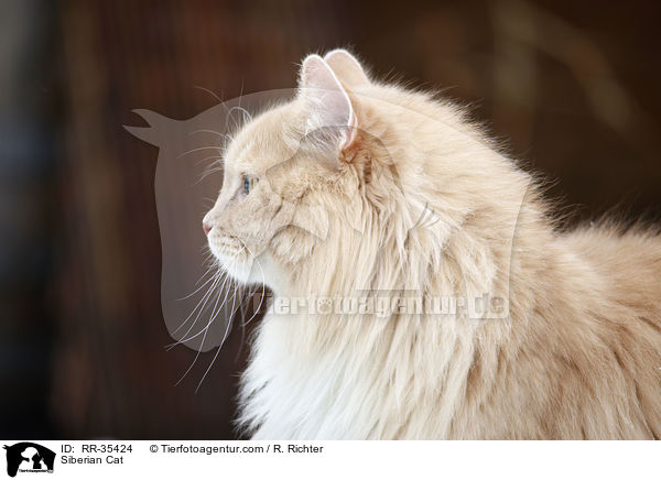 Sibirische Katze / Siberian Cat / RR-35424