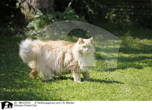 Sibirische Katze / Siberian Forest Cat / RR-37274