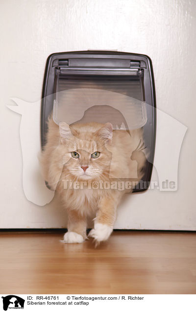 Sibirische Katze kommt durch Katzenklappe / Siberian forestcat at catflap / RR-46761