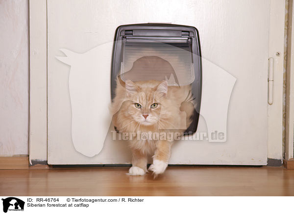 Sibirische Katze kommt durch Katzenklappe / Siberian forestcat at catflap / RR-46764