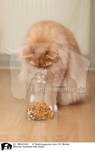 Sibirische Katze mit Leckerlis / Siberian forestcat with treats / RR-47481