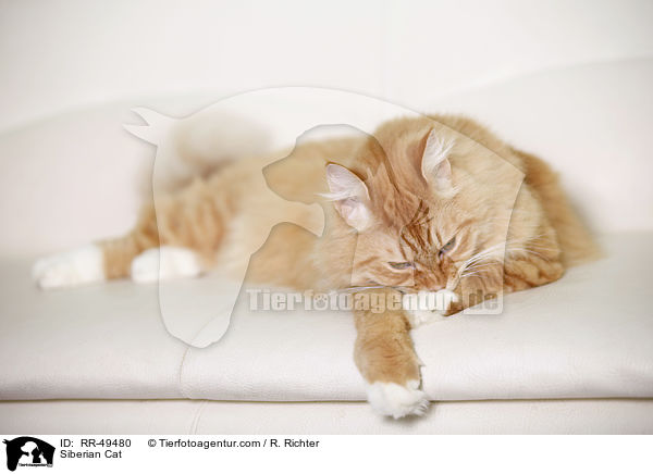 Sibirische Katze / Siberian Cat / RR-49480