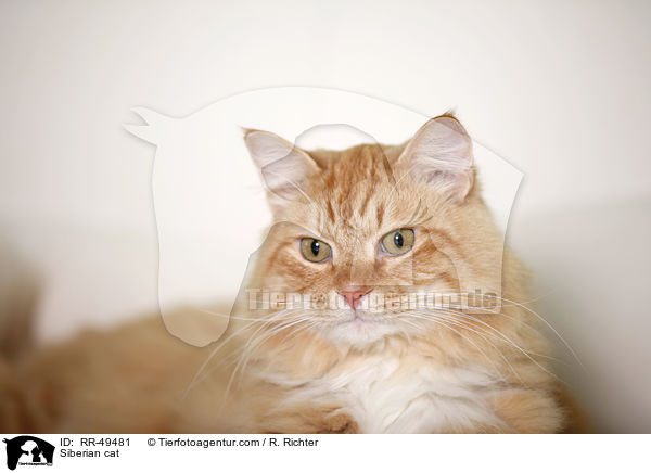 Sibirische Katze / Siberian cat / RR-49481