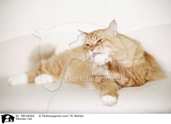 Sibirische Katze / Siberian Cat / RR-49482