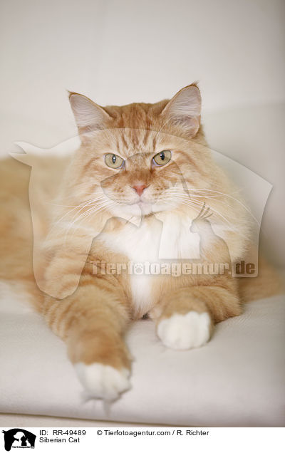 Sibirische Katze / Siberian Cat / RR-49489