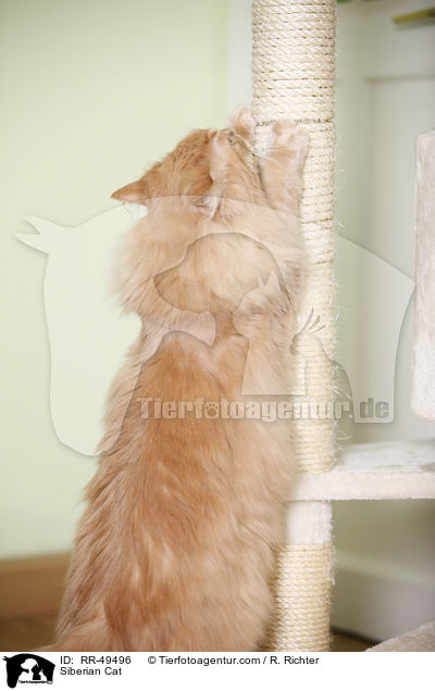 Sibirische Katze / Siberian Cat / RR-49496