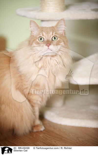 Sibirische Katze / Siberian Cat / RR-49498