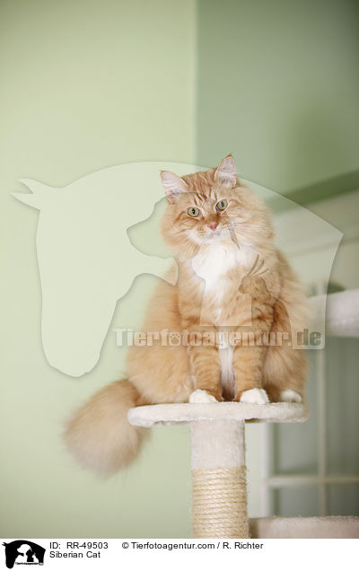 Sibirische Katze / Siberian Cat / RR-49503