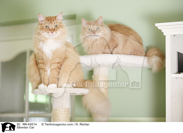 Sibirische Katze / Siberian Cat / RR-49514