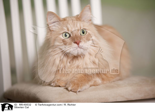 Sibirische Katze / Siberian Cat / RR-49532