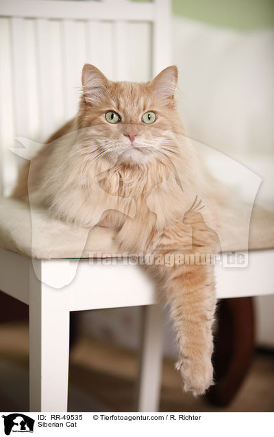 Sibirische Katze / Siberian Cat / RR-49535