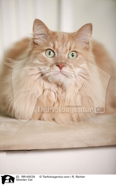 Sibirische Katze / Siberian Cat / RR-49538