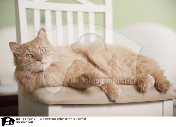 Siberian Cat / RR-49542