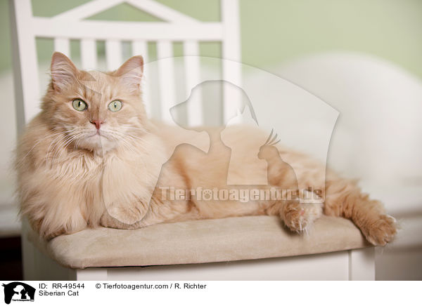 Sibirische Katze / Siberian Cat / RR-49544