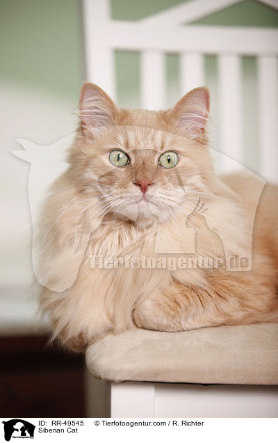 Sibirische Katze / Siberian Cat / RR-49545