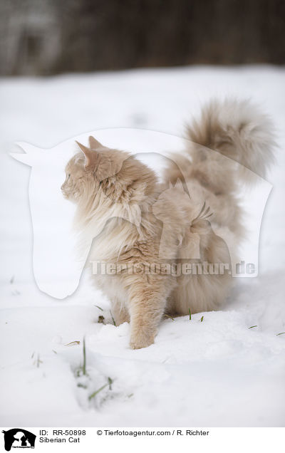 Sibirische Katze / Siberian Cat / RR-50898