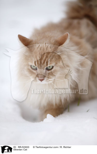 Sibirische Katze / Siberian Cat / RR-50900