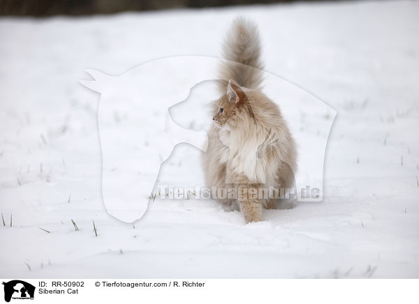 Sibirische Katze / Siberian Cat / RR-50902