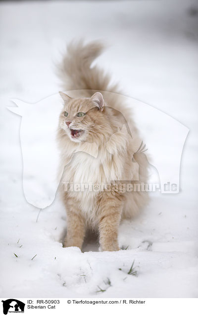 Sibirische Katze / Siberian Cat / RR-50903