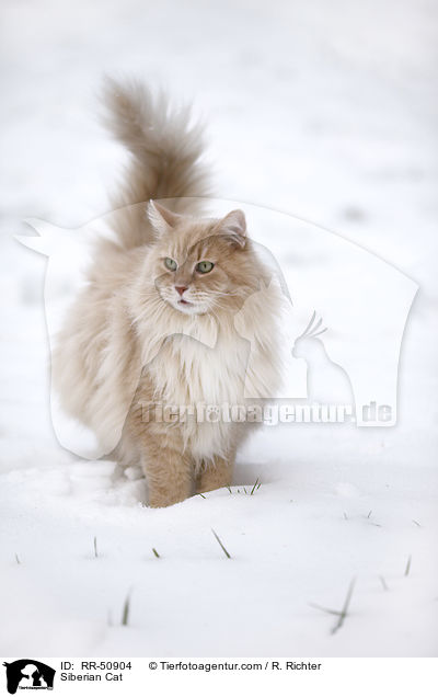 Sibirische Katze / Siberian Cat / RR-50904