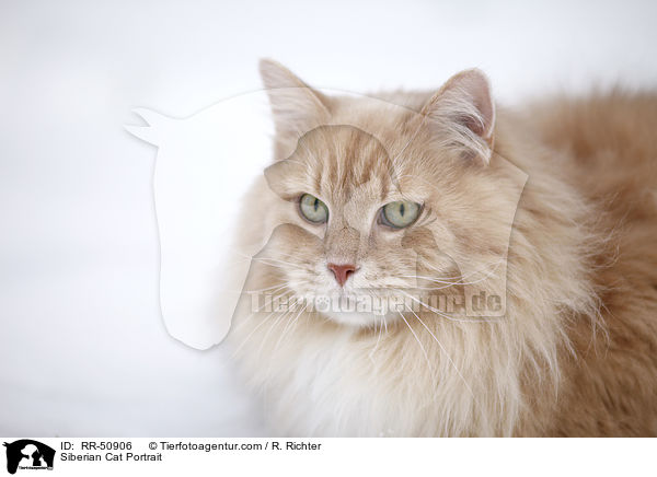 Sibirische KatzePortrait / Siberian Cat Portrait / RR-50906