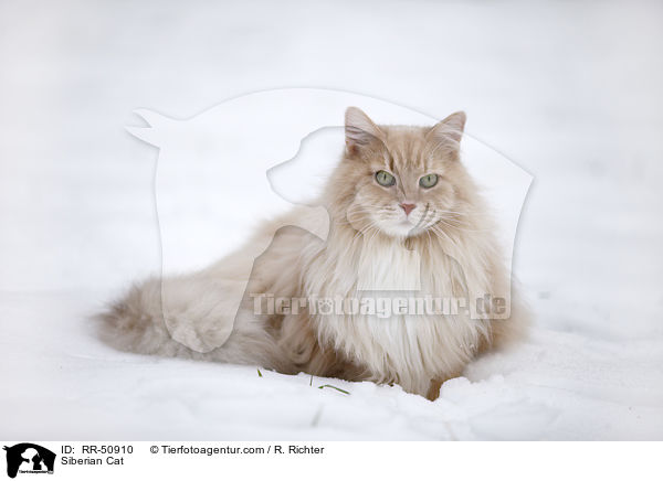 Sibirische Katze / Siberian Cat / RR-50910