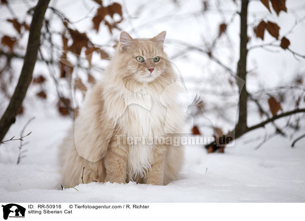 sitzende Sibirische Katze / sitting Siberian Cat / RR-50916