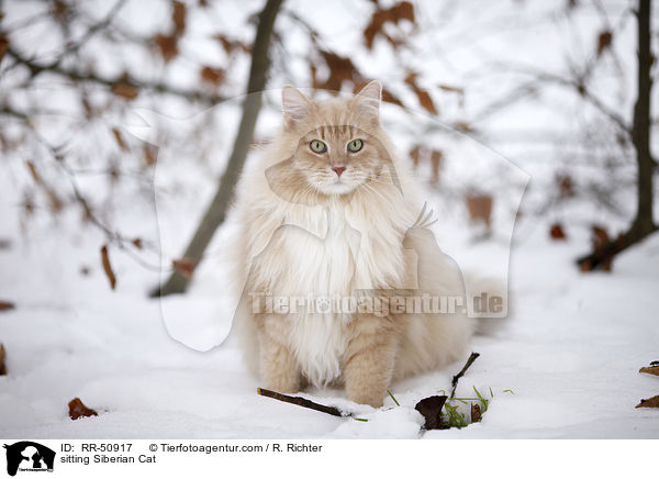 sitzende Sibirische Katze / sitting Siberian Cat / RR-50917