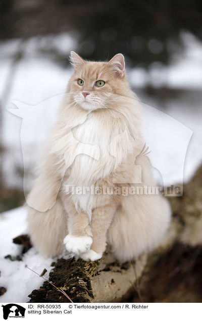 sitzende Sibirische Katze / sitting Siberian Cat / RR-50935