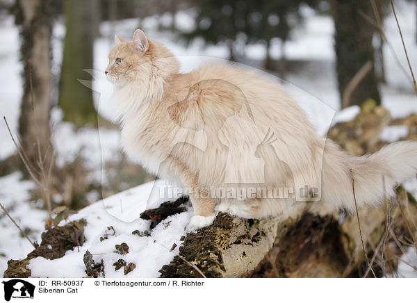 Sibirische Katze / Siberian Cat / RR-50937