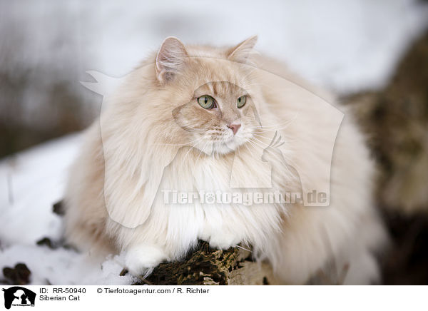 Sibirische Katze / Siberian Cat / RR-50940