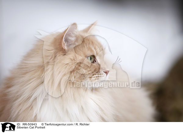 Sibirische Katze Portrait / Siberian Cat Portrait / RR-50943