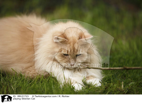 spielende Sibirische Katze / playing Siberian Cat / RR-51723