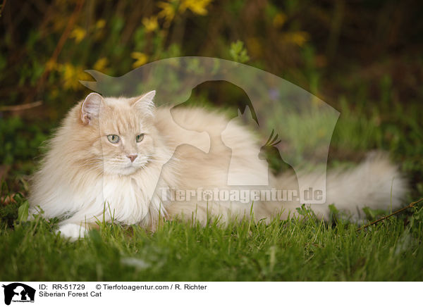 Sibirische Katze / Siberian Forest Cat / RR-51729