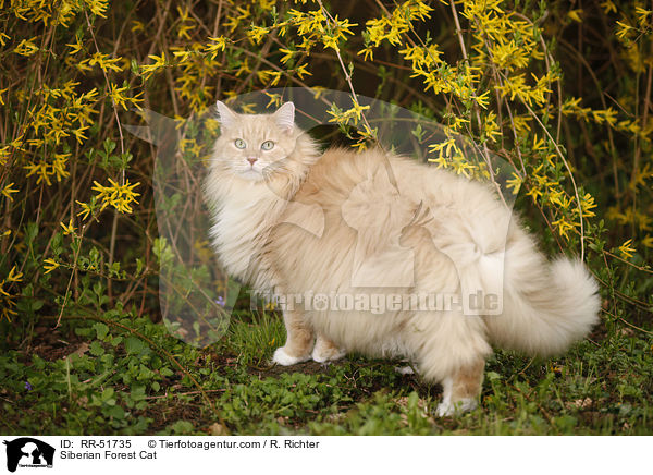 Sibirische Katze / Siberian Forest Cat / RR-51735